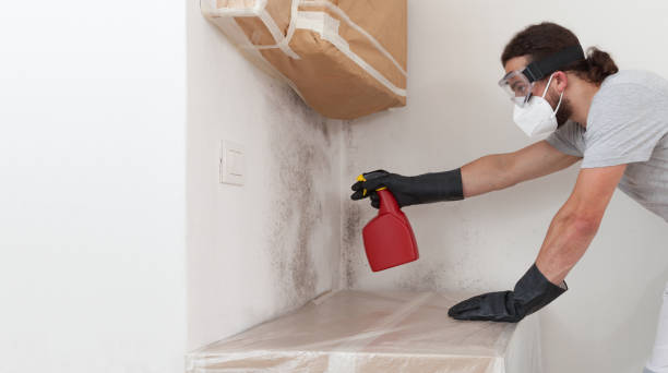 Basement Mold Remediation treatment on basement walls in Roslyn